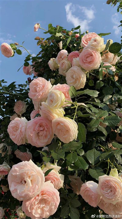 Balão com três pescoços